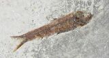 Fossil Fish (Knightia) Multiple Plate - Wyoming #31838-3